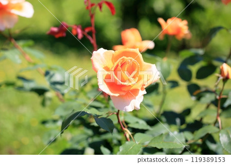初夏玫瑰園,玫瑰花,Just Joey 初夏玫瑰園,玫瑰花,Just Joey 119389153