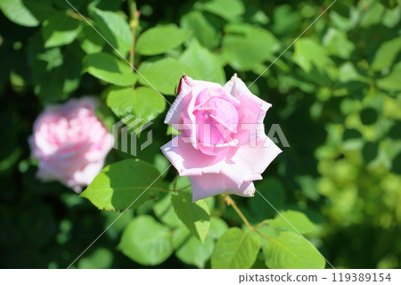 初夏玫瑰園,玫瑰花,法國 初夏玫瑰園,玫瑰花,法國 119389154