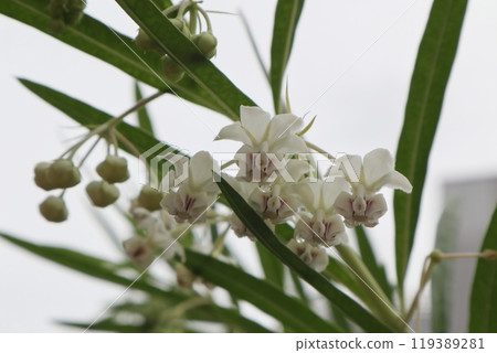 White Futuristic Flower 119389281