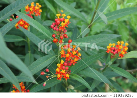 Asclepias (Milkweed) Flower Asclepias (Milkweed) Flower 119389283