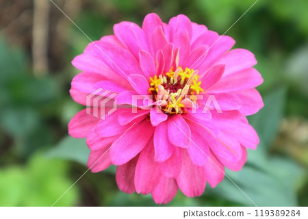 粉紅色的百日菊花 粉紅色的百日菊花 119389284