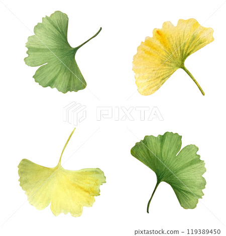 Gginkgo biloba autumn leaves seamless pattern isolated on white background. High quality hand-painted detailed textured watercolor perfect for textile, wrapping paper, packages, supplements 119389450