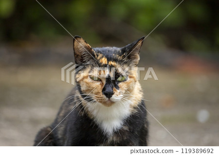 Portrait of a tricolor cat frowning in the middle of a field. Portrait of a tricolor cat frowning in the middle of a field. 119389692
