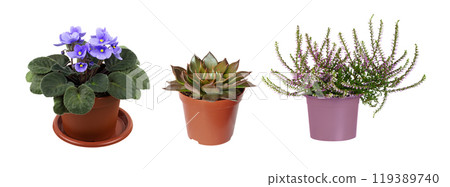 Set of house plants in a pots isolated 119389740