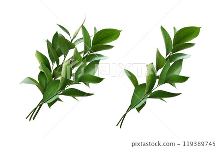 Set of ruscus twigs with green leaves isolated on white 119389745