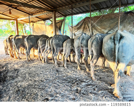 Buffalo eating food on the farm, A buffalo eating grass, Thai buffalo eats hay in the pen, Close up long horn buffalo eating dried grass or straw in stables 119389815
