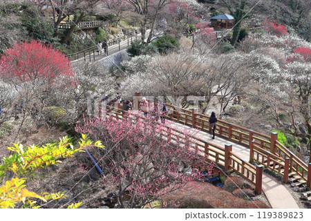 [Shizuoka Prefecture] Atami Baien, where plum blossoms are in full bloom 119389823