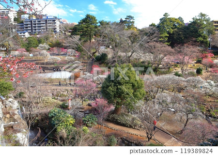 [Shizuoka Prefecture] Atami Baien, where plum blossoms are in full bloom 119389824