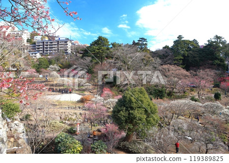 [Shizuoka Prefecture] Atami Baien, where plum blossoms are in full bloom 119389825