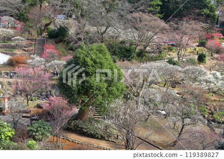 [Shizuoka Prefecture] Atami Baien, where plum blossoms are in full bloom 119389827