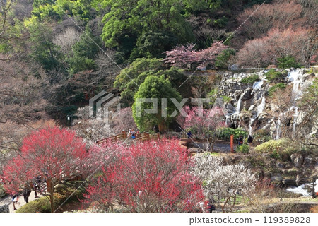 [Shizuoka Prefecture] Atami Baien, where plum blossoms are in full bloom 119389828