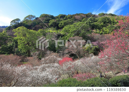 【靜岡縣】梅花盛開的熱海梅園 119389830