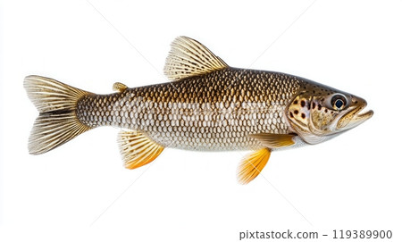 Arctic Grayling displays its striking colors and fin patterns emphasizing its beauty and distinctive characteristics while isolated on a neutral backdrop. 119389900