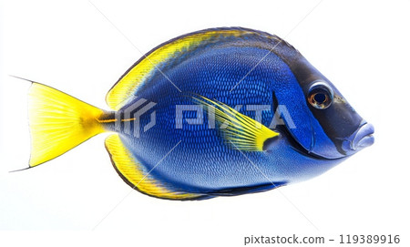 vivid Surgeonfish with striking blue and yellow patterns is elegantly displayed against a bright white background highlighting its intricate details. 119389916