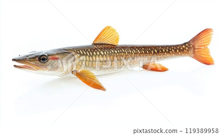 Shortnose Gar is prominently displayed with its elongated body and striking coloration highlighting its unique characteristics in a clear setting. 119389958