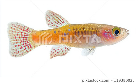 Lyretail Killifish displays striking colors and distinctive fins highlighting its beauty as it swims in its natural habitat. This freshwater species is often found in West Africa. Lyretail Killifish displays striking colors and distinctive fins highlighting its beauty as it swims in its natural habitat. This freshwater species is often found in West Africa. 119390023