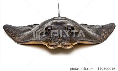 stunning representation of a Giant Freshwater Stingray highlighting its distinct shape and coloration isolated on a white backdrop for clarity and detail. stunning representation of a Giant Freshwater Stingray highlighting its distinct shape and coloration isolated on a white backdrop for clarity and detail. 119390046