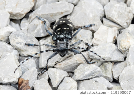 一隻黑色甲蟲在白色礫石上行走 一隻黑色甲蟲在白色礫石上行走 119390067