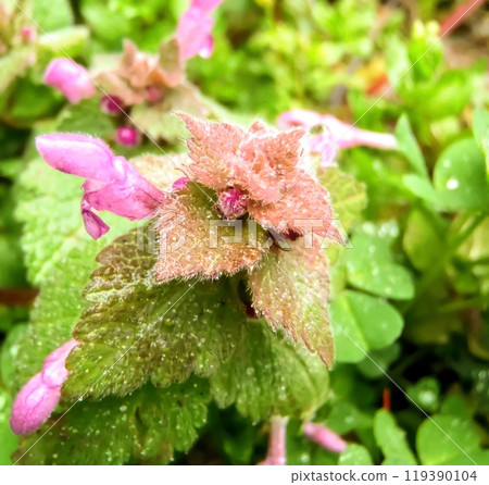 Macro photography of a purple wildflower with dew drops in spring in Crimea 119390104