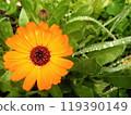 Macro photography of a calendula flower with dew drops in spring Crimea 119390149
