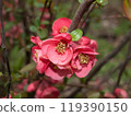 Macro photography of red flowers on an apple tree branch in spring Crimea 119390150