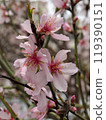 Macro photography of a blossoming apricot tree with beautiful bokeh in spring Crimea 119390151