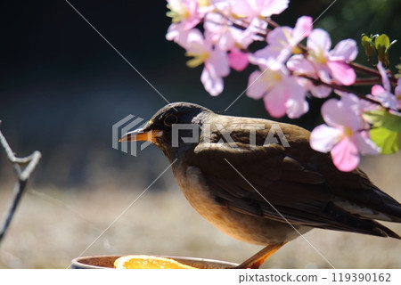 A white-throated sparrow flew into the garden, 119390162