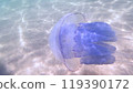 Violet jellyfish root-mouth in the water of the Azov Sea, Ukraine 119390172
