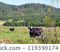 The cows grazing in a meadow in the Carpathian Mountains of Ukraine 119390174