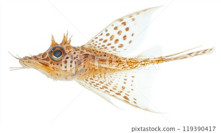 Flying Gurnard showcases its striking features such as vibrant colors and impressive wing like fins while appearing to glide effortlessly through the water. 119390417
