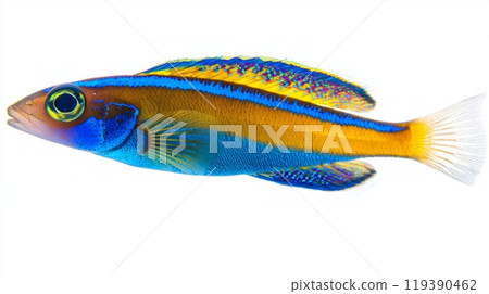 Cleaner Wrasse known for its striking blue and yellow colors glides gracefully in a high resolution display against a clean white background highlighting its beauty and unique features. 119390462