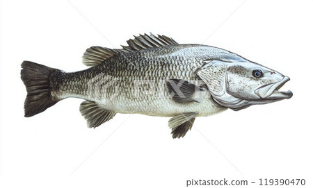 Barramundi known scientifically as Lates calcarifer displays its remarkable physical characteristics silhouetted against a clean white backdrop highlighting its importance in aquaculture. 119390470