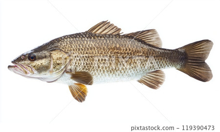 Barramundi also known as Lates calcarifer is displayed prominently against a white background highlighting its unique body structure and colors. Barramundi also known as Lates calcarifer is displayed prominently against a white background highlighting its unique body structure and colors. 119390473