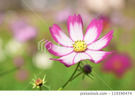 Beautiful white and pink cosmos flowers close-up flower field background Beautiful white and pink cosmos flowers close-up flower field background 119390474