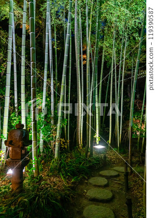 [Kanagawa Prefecture] Illumination of the bamboo forest at Hasedera Temple 119390587