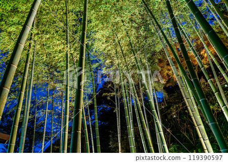 [神奈川縣] 長谷寺竹林點燈 119390597