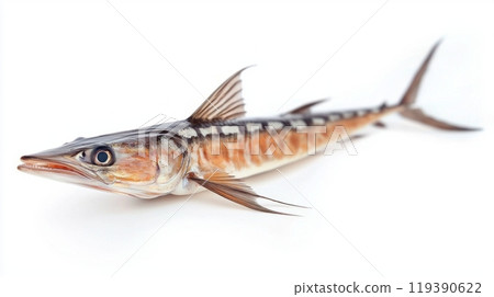 Wahoo fish Acanthocybium solandri is captured in clear detail against a white backdrop highlighting its sleek body and striking coloration known for its speed and flavor in culinary uses. 119390622