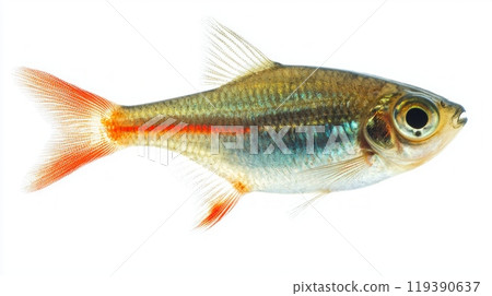 vibrant tetra fish from the Characidae family is depicted in detail highlighting its clear fins bright colors and unique body shape against a white backdrop. 119390637