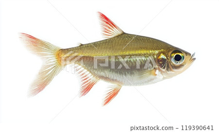 tetra fish from the Characidae family is displayed against a white background emphasizing its shimmering scales and distinctive fins perfect for fish enthusiasts and aquarists. 119390641