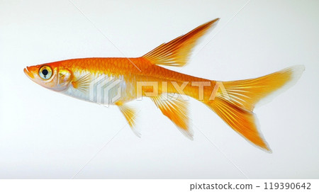 vibrant Swordtail Fish displays its striking orange and white features. The fish swims gracefully highlighting its elegant fins and lively appearance against a crisp white background. 119390642