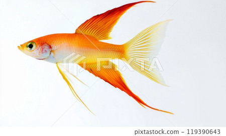 Swordtail Fish displays its striking colors and elongated fins swimming gracefully against a stark white backdrop highlighting its natural beauty. 119390643