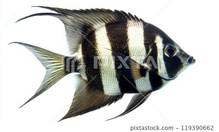 striking Spadefish from the Ephippidae family displays distinctive black and white stripes emphasizing its unique structure and beauty in a pristine white setting. 119390662