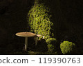 苔蘚和蘑菇 119390763