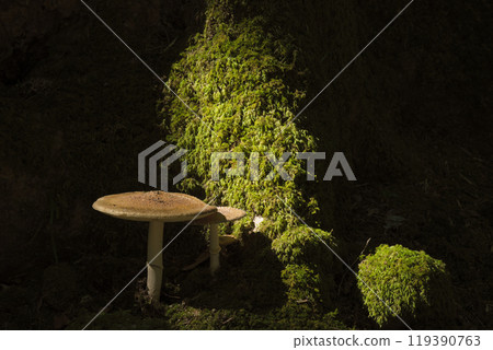 苔蘚和蘑菇 苔蘚和蘑菇 119390763