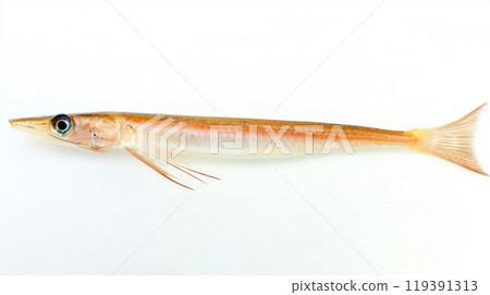 visual provides a close up of a Needlefish from the Belonidae family highlighting its elongated body pointed snout and distinctive fins against a clean white background. 119391313
