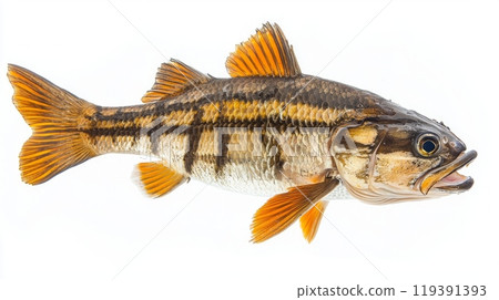 striking Goliath Tigerfish is highlighted against a pristine white backdrop emphasizing its scales fins and distinctive coloration demonstrating its remarkable aquatic beauty. 119391393