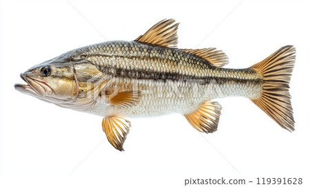 Exploring the unique characteristics of the Goliath Tigerfish this detailed depiction highlights its impressive form and coloration against a white backdrop. Exploring the unique characteristics of the Goliath Tigerfish this detailed depiction highlights its impressive form and coloration against a white backdrop. 119391628