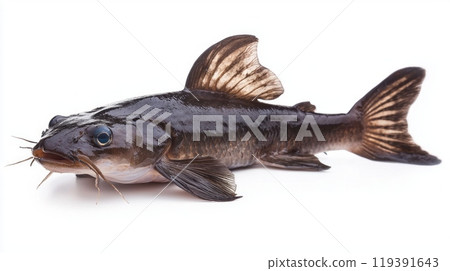 electric catfish highlights its smooth body and prominent fins providing a clear look at its unique characteristics and coloration while isolated on a white background. electric catfish highlights its smooth body and prominent fins providing a clear look at its unique characteristics and coloration while isolated on a white background. 119391643