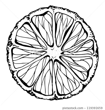 Lemon lime citrus mandarin grapefruit orange pomelo fruit salad ingredient slice. Hand drawn ink vector Isolated illustration. Design sweets restaurant cafe menu snack bar, recipe book, farmers market 119391659