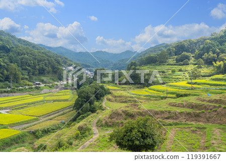 Inabuchi rice terraces in autumn (Asuka Village, Nara Prefecture) 119391667